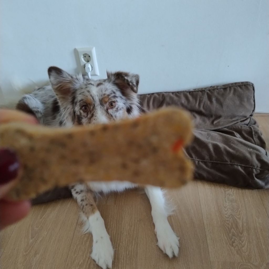 Healthy smiles for happy dogs: about my dental&nbsp;chews