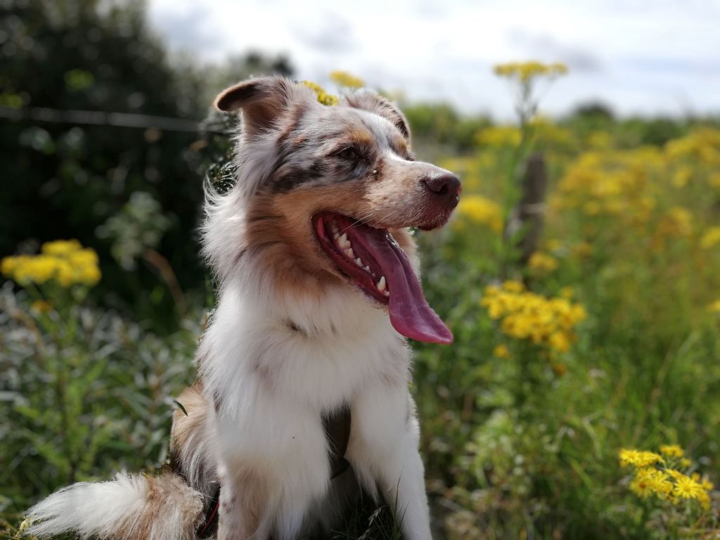 Dog sitting in a field of flowers